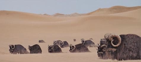 A herd of woolly banthas resting together among the open dunes